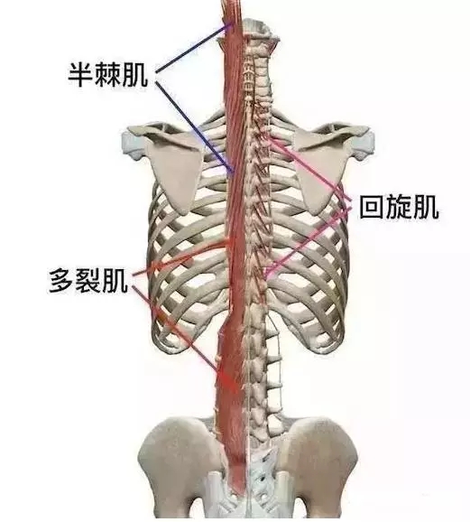 肌肉功能解剖—横突棘肌