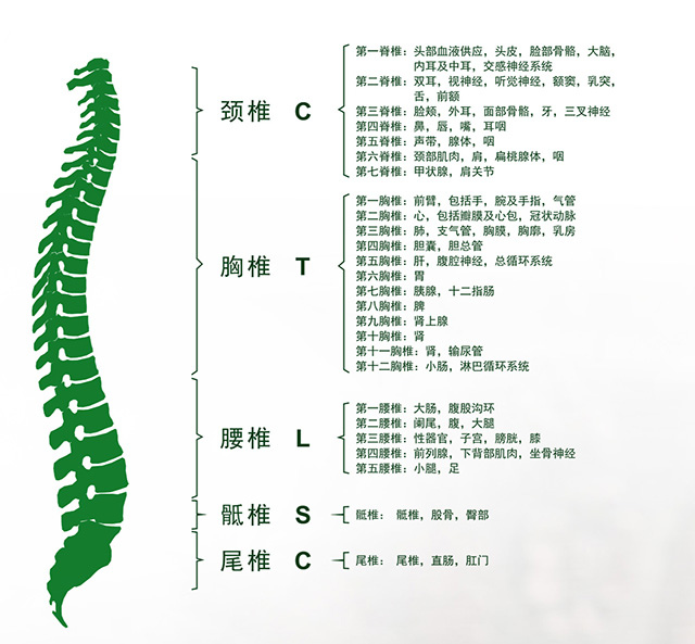 颈椎段脊柱受损或受累 有些部位或器官就有可能发生疾患 第一颈椎段